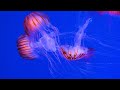 Acquario Di Genova 4k Il Pianeta Blu