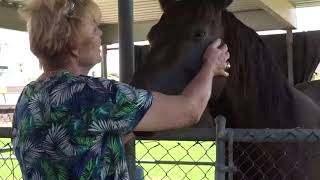 Horses found with skin burns from apparent acid attack