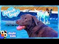 Can Splash Dogs Conquer The Pool And The Ocean? | Dodo Kids