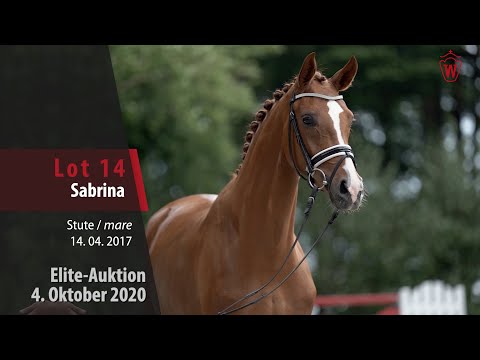 Elite-Auktion 4. Oktober 2020 Lot 14 Sabrina Stute v. Sir Heinrich - Beltoni