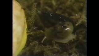 Sesame Street Creature Feature - The Slug