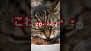 怖い顔でご飯を食べる猫→隣の猫「まずいの？」と勘違いする【猫あるある｜AIアニメ】