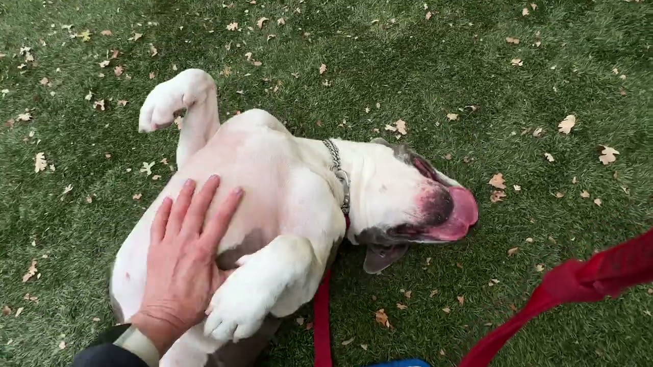 Enlarge Honey, a Adoptable Pit Bull Terrier in Dublin, CA video 6/6