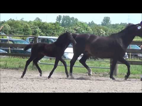 *2017 Stutfohlen von Hickstead White - Ramirado  SOLD!!!