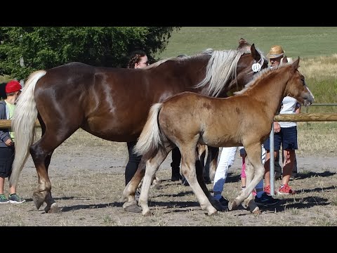 11. Miro - SchwK Hengst von Markward x Felina -  Fohlenschau St. Märgen am 11.08.2022 Goldfohlen
