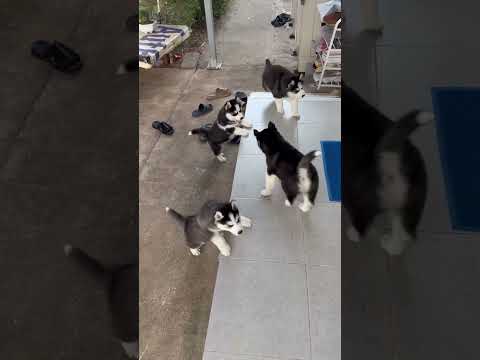 เหนื่อยอะ #husky #siberianhusky #pets #huskylife #ตลก