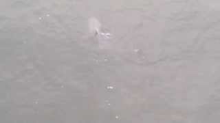 preview picture of video 'Sharks just waiting for fish scraps, Garden city Pier in South Carolina'