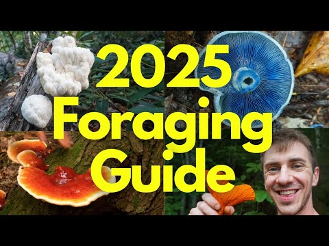 2025 Foraging Guide to Wild Mushrooms and Plants!