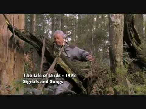 Amazing Lyre bird, BBC David Attenborough