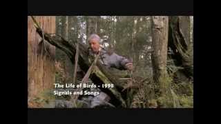 Download lagu Amazing Lyre bird, BBC David Attenborough mp3