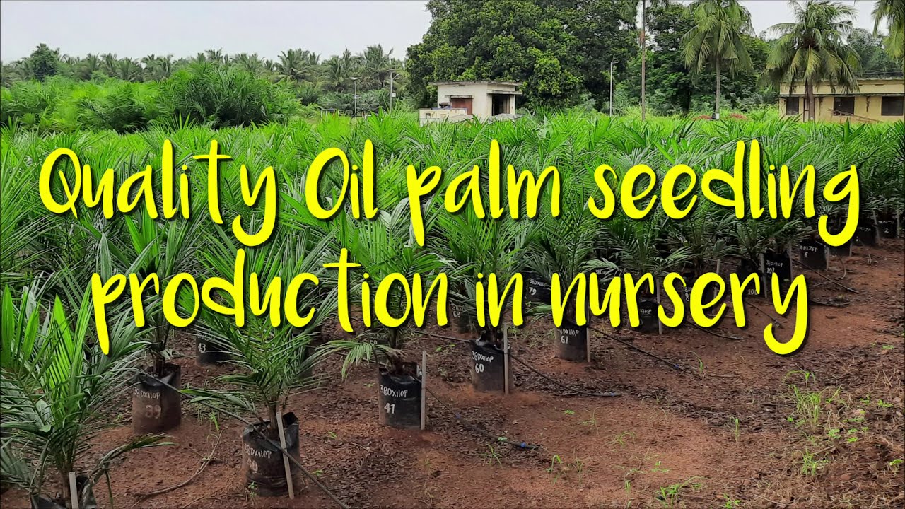Quality oil palm seedling production in nursery