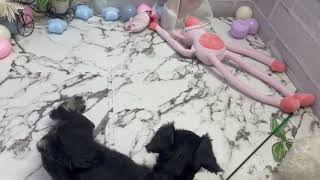 ミニチュアシュナウザーの動画01