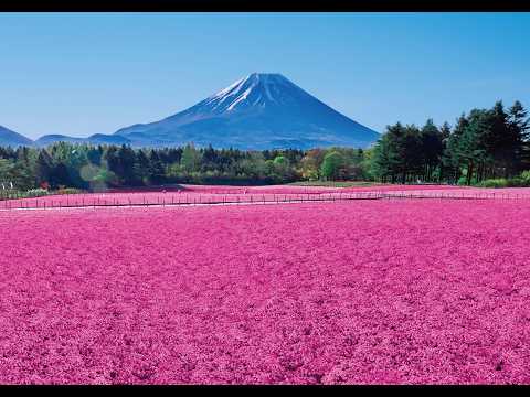 富士芝櫻祭(本栖湖園區)