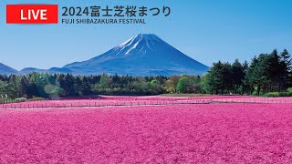 富士芝桜まつり、富士山
