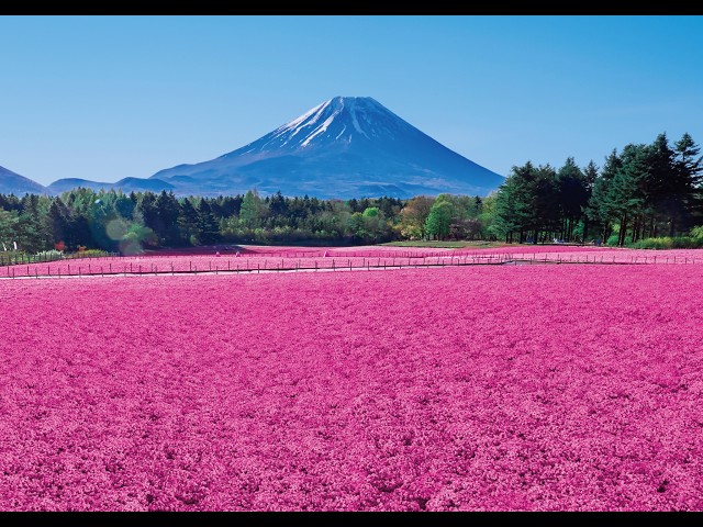 富士芝桜まつり（富士本栖湖リゾート）