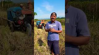 Download lagu PANEN PANEN PANEN #petanimuda #petaniindonesia #petanipadi #subscribemychannel mp3