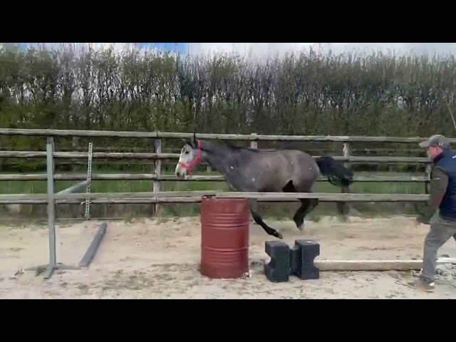 Cavalla Origine non conosciuta  In vendita 2023 Grigio ,  Continuum