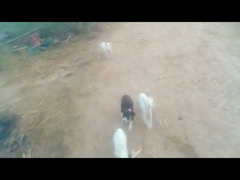 little beautiful security dogs