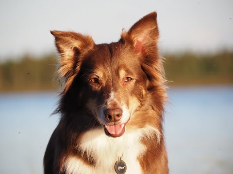 Koiran kanssa erämaassa 2022 - Lemmenjoki - Kietsimävaarat - Lemmenjoki