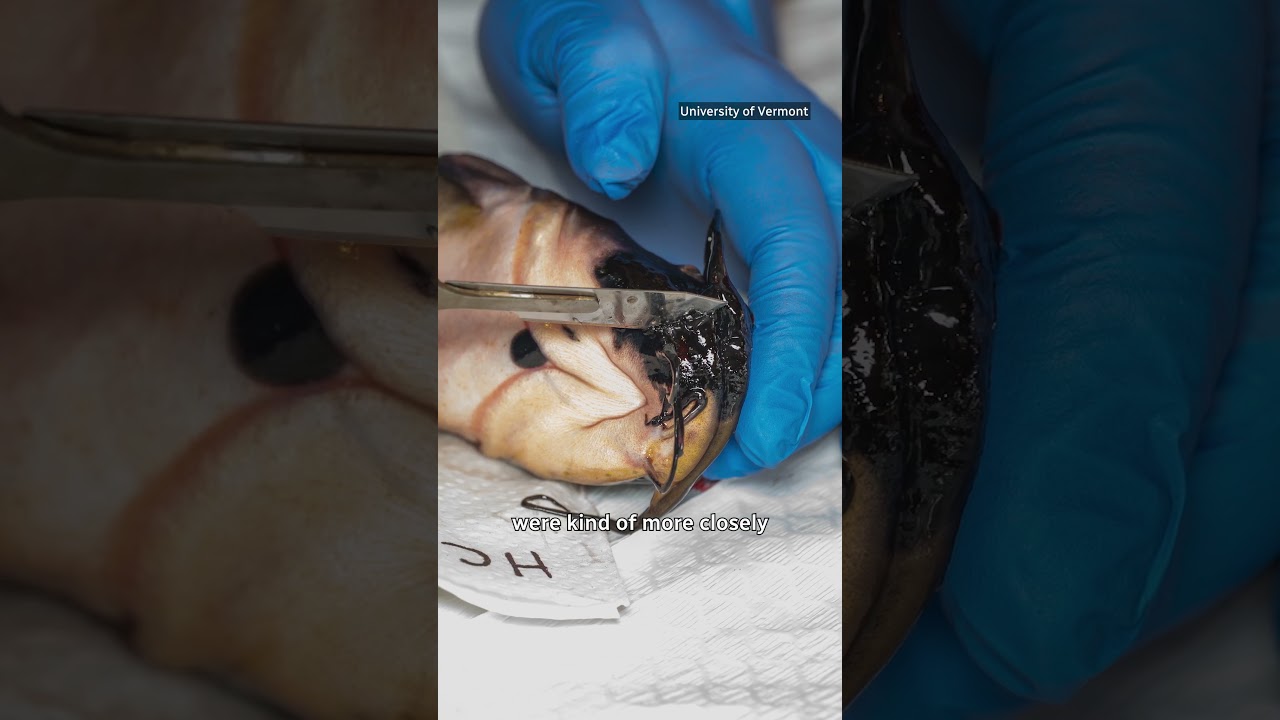 Video: Researchers identify first transmissible cancer in fish among Vermont-Quebec catfish