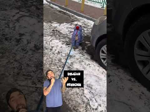 cateii si abilitatile lor