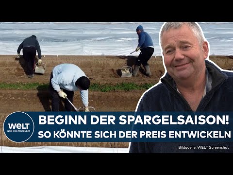 TEURE WARE ZU SAISONSTART: Spargelbauern zuversichtlich! Preis wird weiter runter gehen!