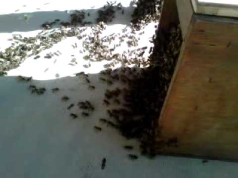 The Bee Swarm
