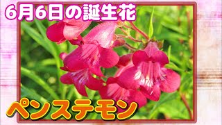 6月6日の誕生花 ペンステモン どんな花 あなたに送る花言葉は موقع ويب حيث يمكنك مشاهدة مقاطع فيديو موسيقية مجانية