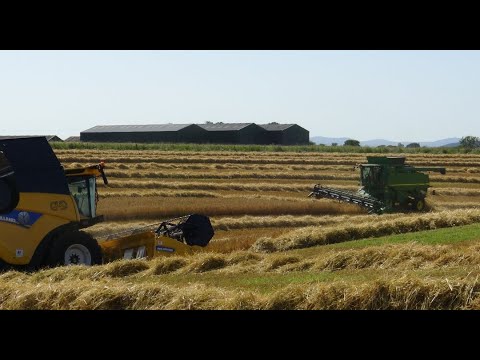 Combining the Barley Harvest - TWO Combines, John Deere and New Holland.