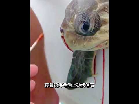 海龟搁浅被困沙滩，男子施救拔鼻腔吸管，含泪回眸尽显万物灵性！#万物皆有灵#动物救助