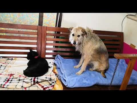 Amala interacts well with cat.