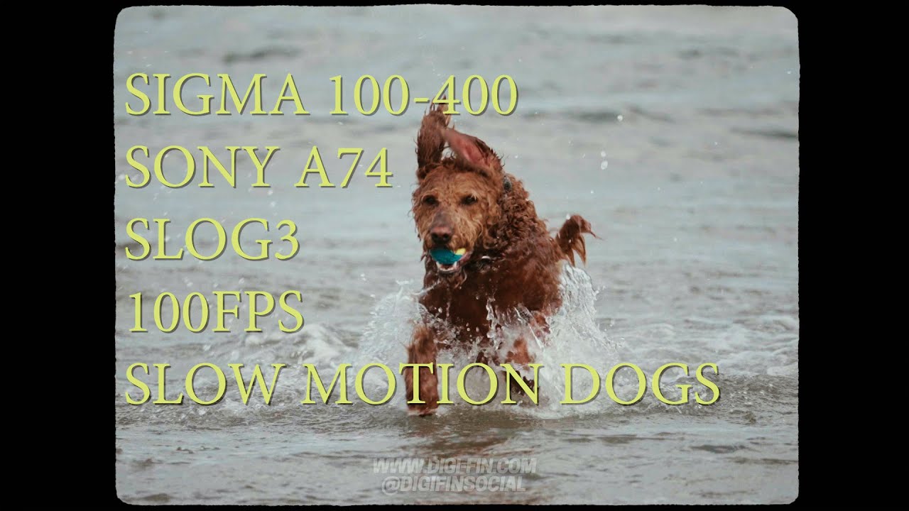 SLOW MOTION DOGS - Sigma 100-400mm Sony A74 SLOG3