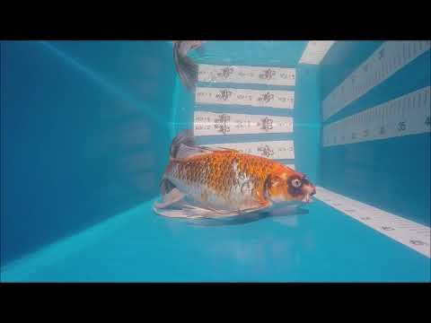 KOI 13 --  429 Butterfly