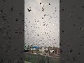 bholu bhai ka new record 1500#kabootar #pigeons #kabutar #delhi #short #video