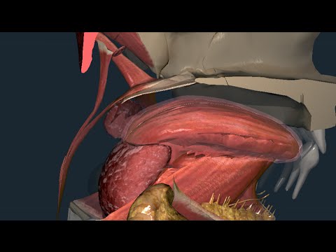 Apparato digerente 05: Istmo delle fauci