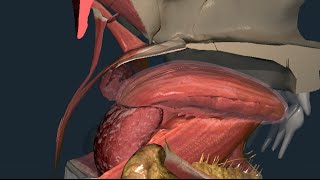 Apparato digerente 05: Istmo delle fauci