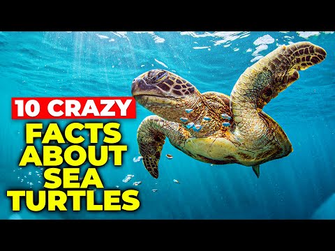 10 CRAZY Facts About Sea Turtles!