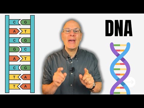 7 Things Biology Students MUST Know about DNA structure