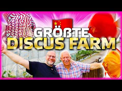 Die größte Diskus Farm der Welt!