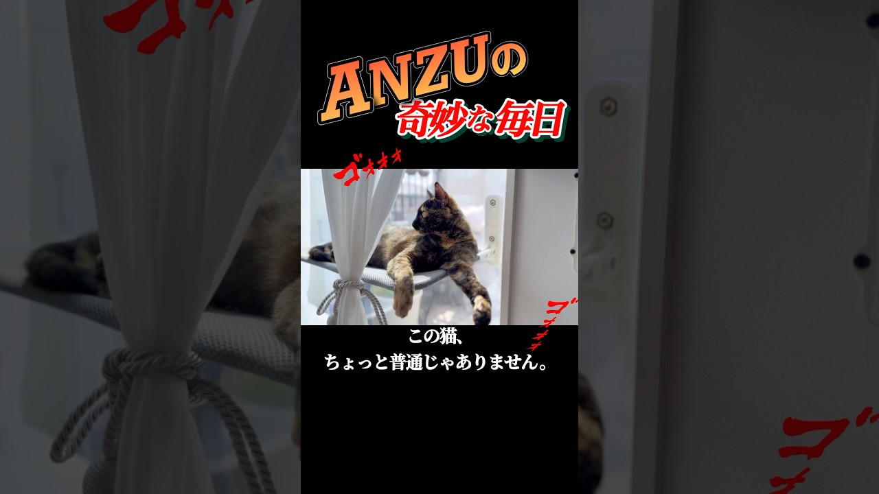 この猫、普通じゃない。This cat is not normal. #cat #catshorts #shorts #サビ猫 #あんず