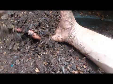 Pre-composting material for wormeries