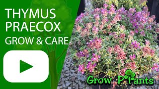 Thymus praecox - grow, care & harvest (Mother of Thyme)