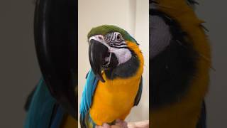 Macaw Pin Feathers Coming