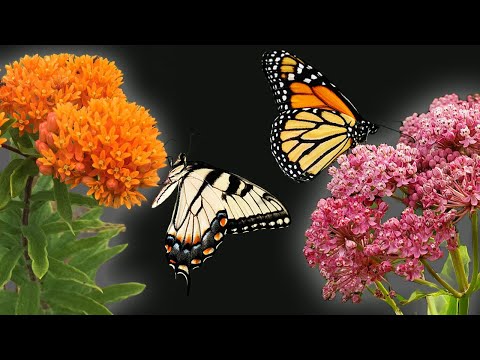 The 2 Best Milkweeds for Your Butterfly Garden!
