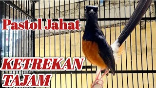 Download lagu Suara ketrekan murai batu PASTOL emosi, pancingan jahat bikin murai  naik fighter mp3