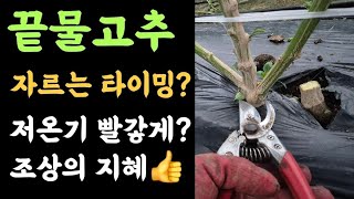 끝물고추???? 저온기 빨갛게 익히는 조상의 지혜???? 잘라주는 타이밍????? 고추 착색원리 2가지?