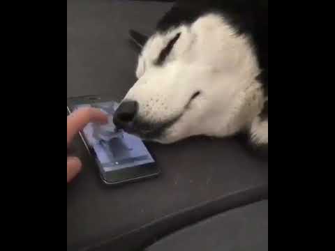 #sleepingdog #awoooo😂😂😂😂#like #funnyvideos