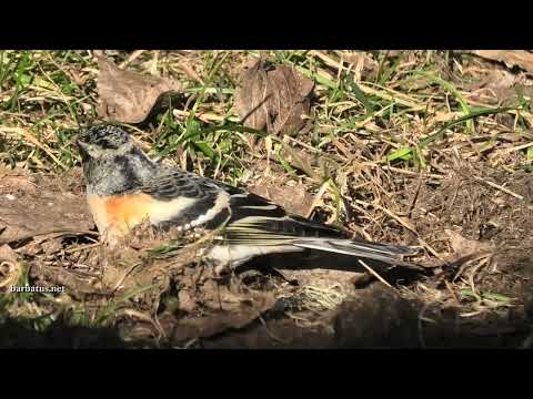 PINZÓN REAL | BRAMBLING | Fringilla montifringil