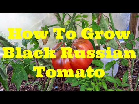 , title : 'How To Grow Black Russian Tomato | The Movie'
