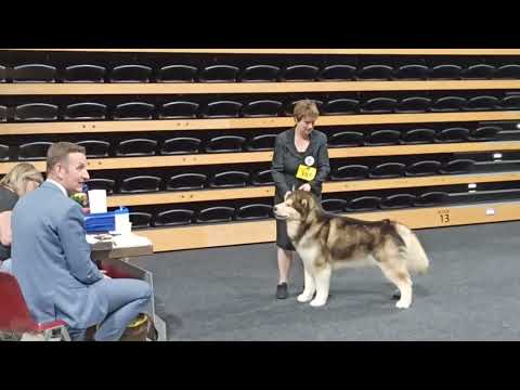 Alaskan Malamute Dog Show - CACIB Oldenburg 2023